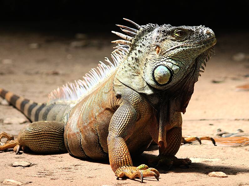 Fire at National Reptile Zoo in Kilkenny