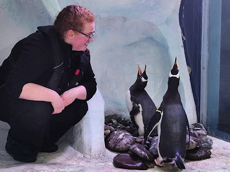 Dingle aquarium confirms increase in same-sex penguin couples