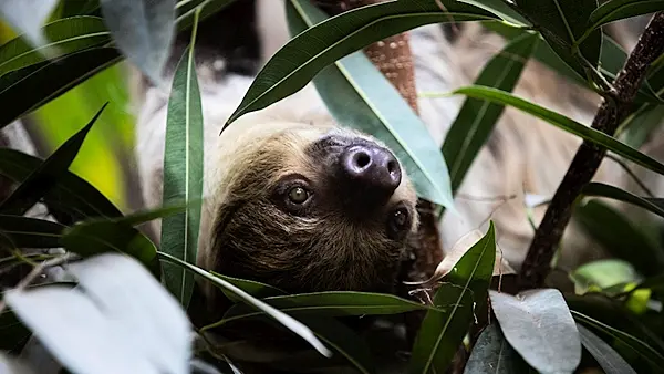 Fota Wildlife Park welcomes Matheo the sloth