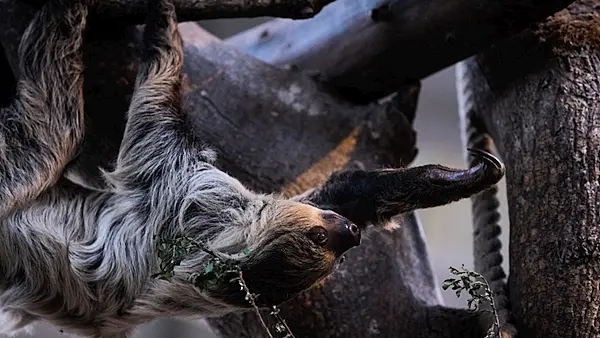 Fota Wildlife Park welcomes Matheo the sloth