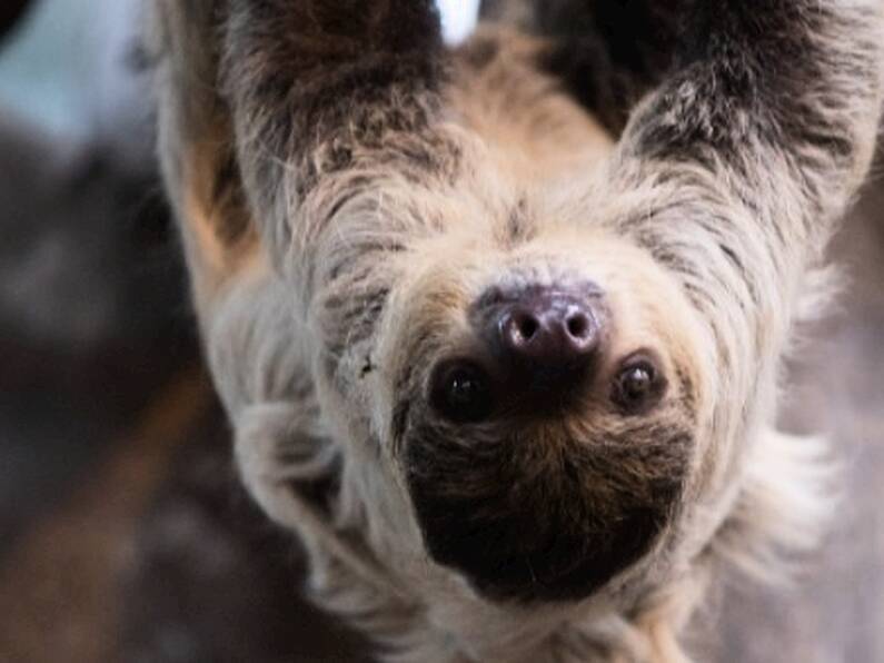 Fota Wildlife Park welcomes Matheo the sloth