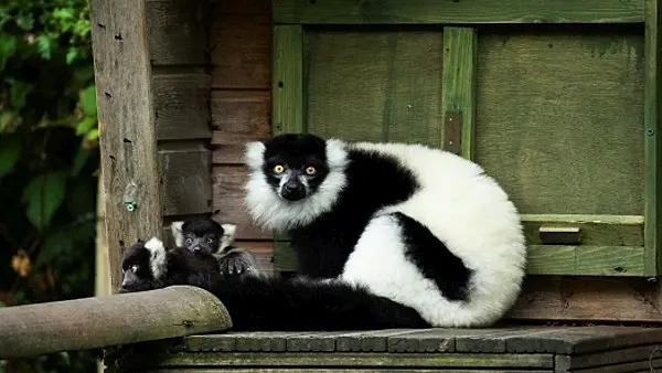 Two critically endangered lemur babies born at Fota Wildlife Park