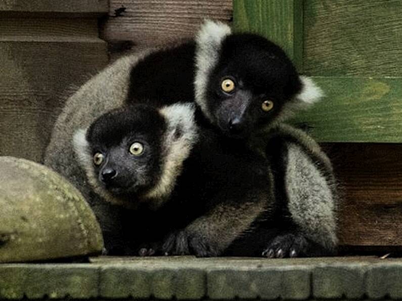 Two critically endangered lemur babies born at Fota Wildlife Park