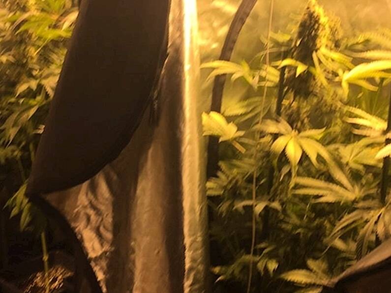 Man arrested after cannabis growhouse found in Newbridge