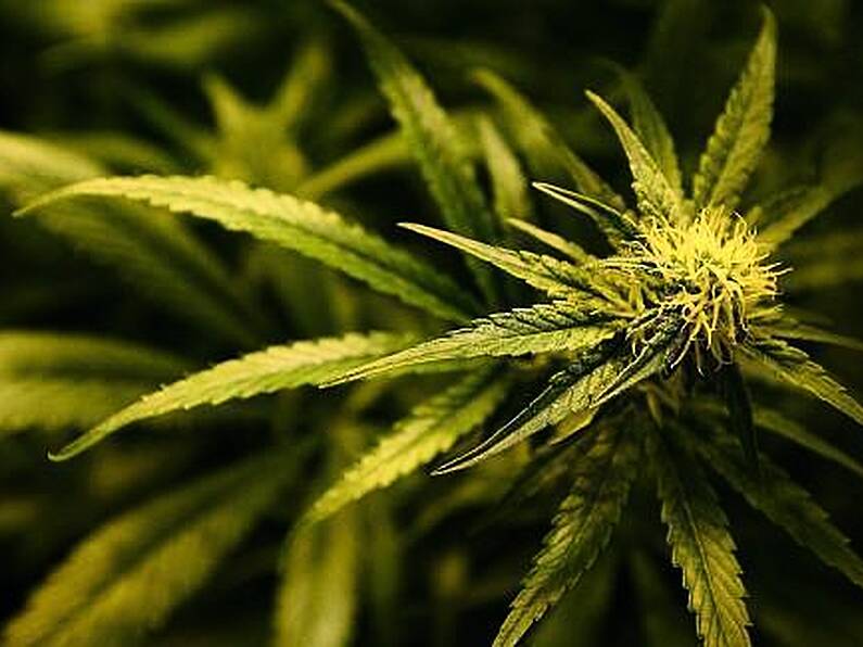 A cannabis-based product will be available to the Irish market next month