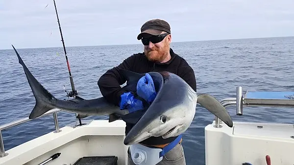 Rare seven-foot shark caught off the coast of West Cork