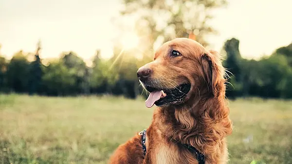 Pet owners urged to watch out for animals during forecasted heatwave