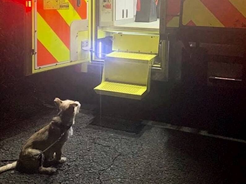 Man's best friend: Loyal dog refused to leave owner's side after fall