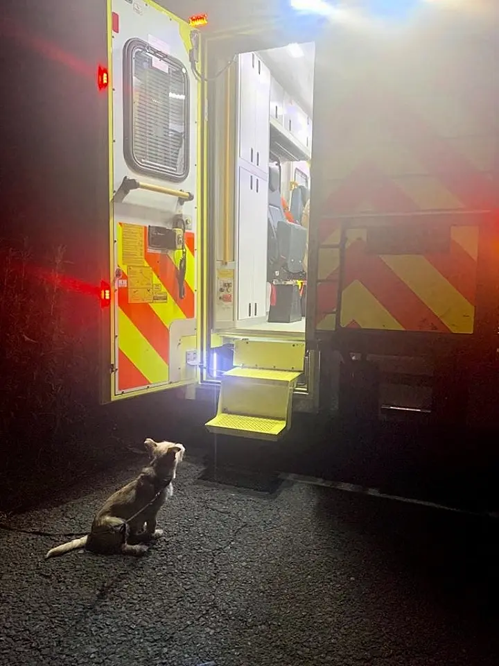 Man's best friend: Loyal dog refused to leave owner's side after fall