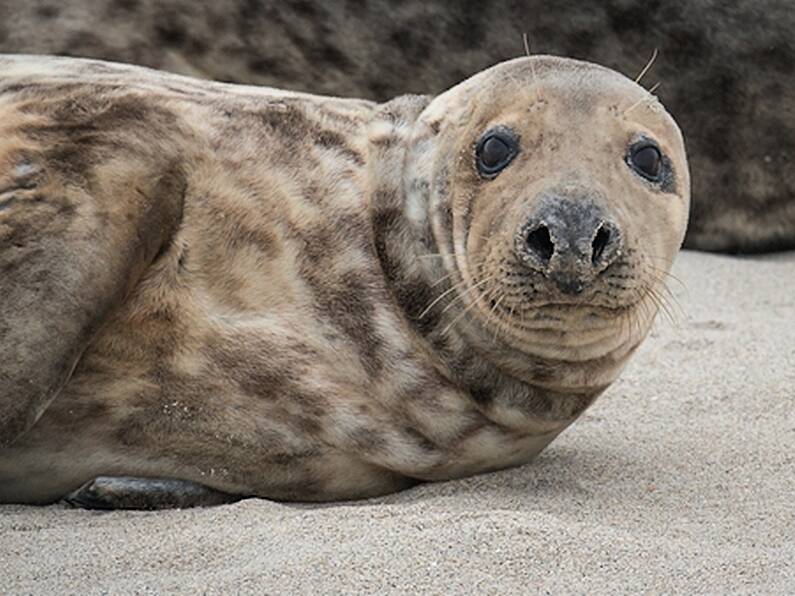 WATCH: Seal copies human voice to sing 'Twinkle Twinkle' and Star Wars theme