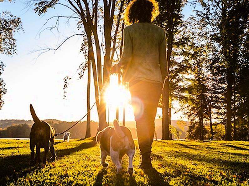 Pet owners urged to watch out for animals during forecasted heatwave