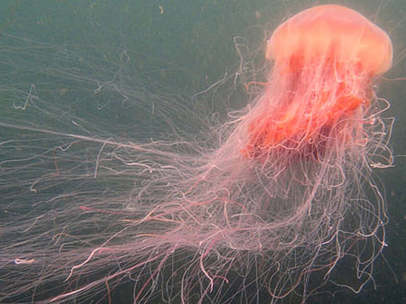 Warning as Lions Mane jellyfish spotted off east coast