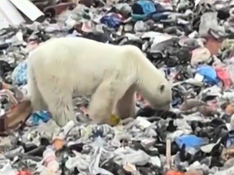 Watch: Starving polar bear spotted in Siberian city searching for food