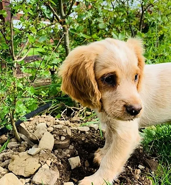 Gardaí are calling on you to help name their newest recruit