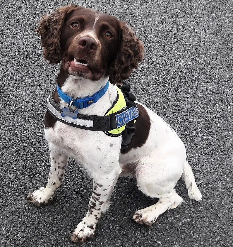 Drugs and a puppy seized in three searches by Revenue officers