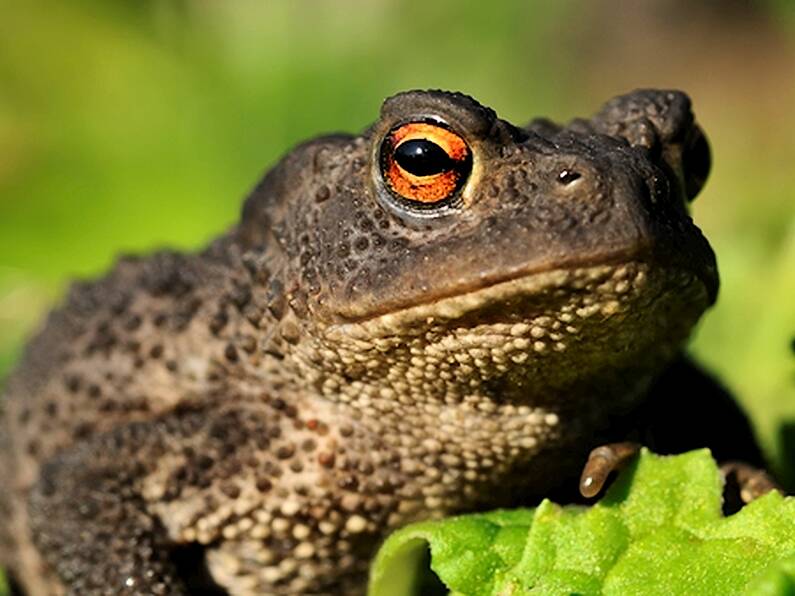 Study underway of common toad found in Dublin