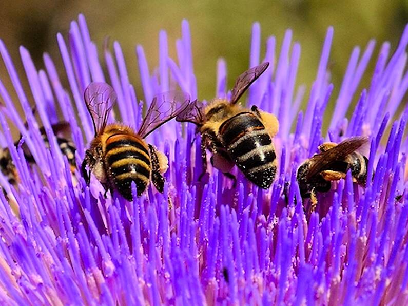 The key to happiness? The birds and the bees