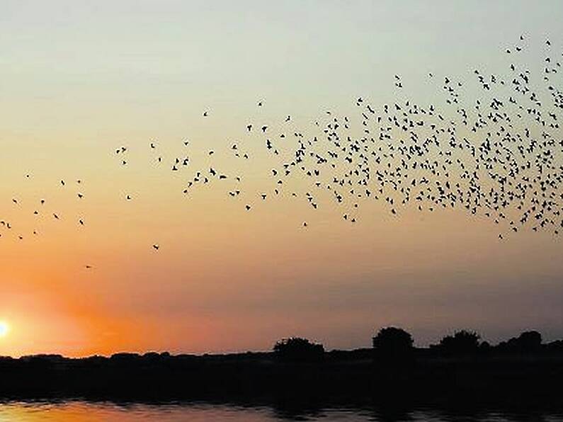 High number of dead birds reported in South East