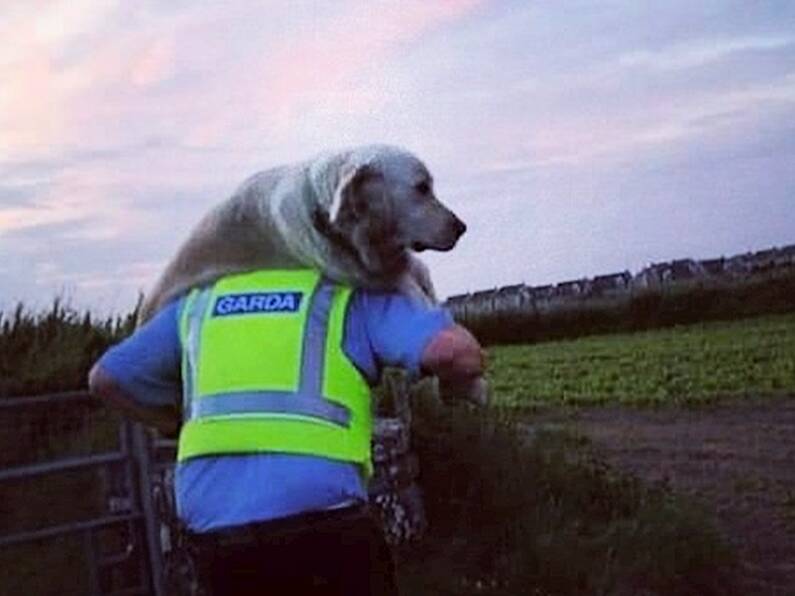 Paw Patrol: Garda carries injured dog to safety from Waterford cliffs