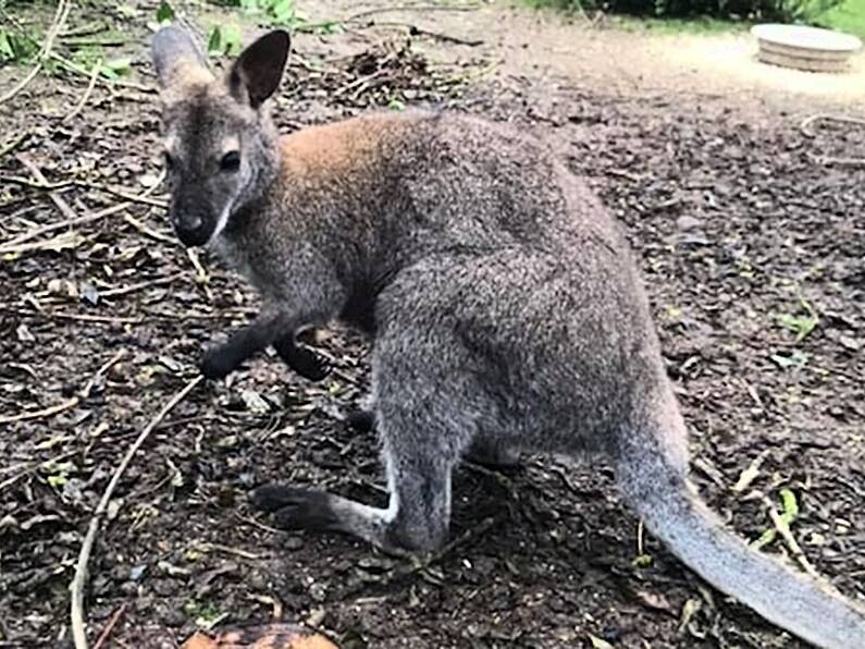 Escaped Cork wallaby returns home safe and well