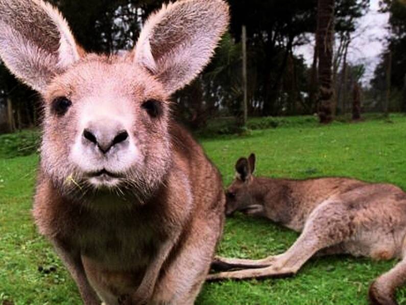 WATCH: Kangaroo spotted roaming free in Cork