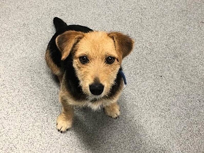 Do you know this dog? Irish rail ask for help finding owners of pup who hopped on train to Dublin