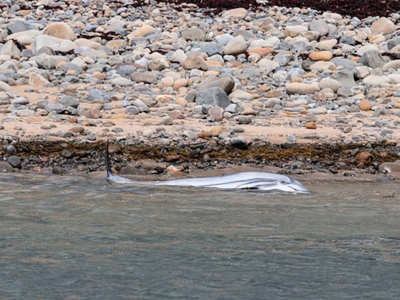 Surfers battle to save stranded dolphin on Co Clare beach