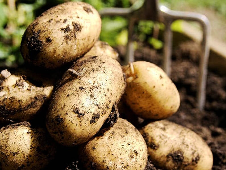 New research shows eating potatoes could help you lose weight