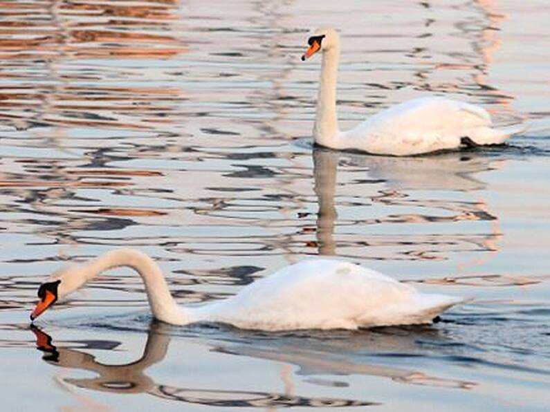 Swan kills dog in Dublin park