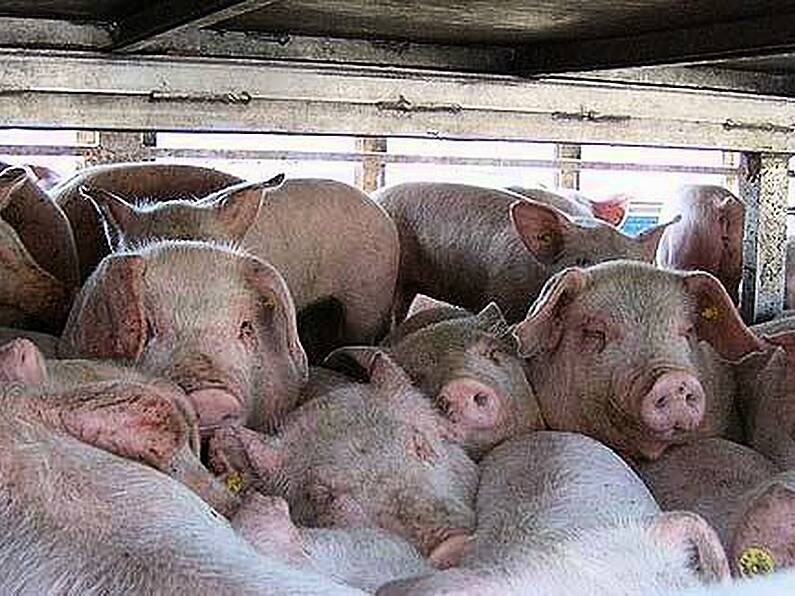 New levy proposed on slaughtered or exported pigs