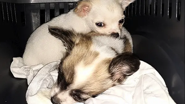 Revenue seize two puppies in Dublin Port