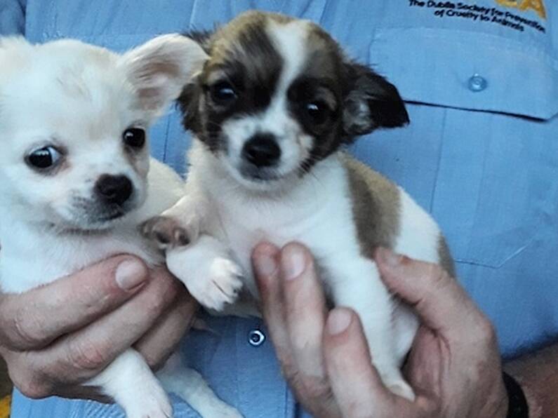 Revenue seize two puppies in Dublin Port