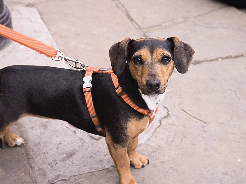 No fines for dog fouling were issued by Carlow or Tipperary County Council last year