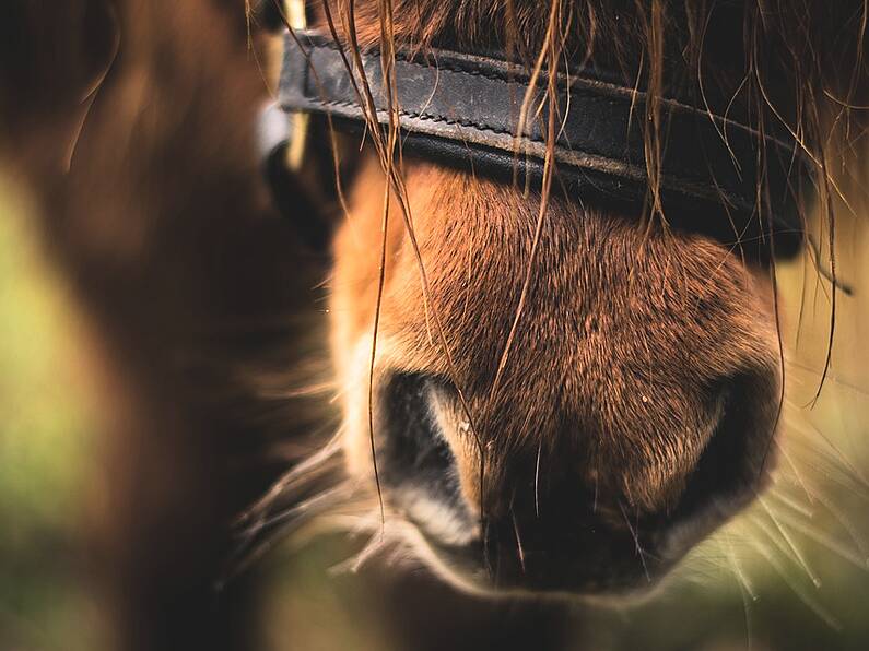 A therapy pony that was stolen in Tipperary last weekend has been recovered by Gardaí