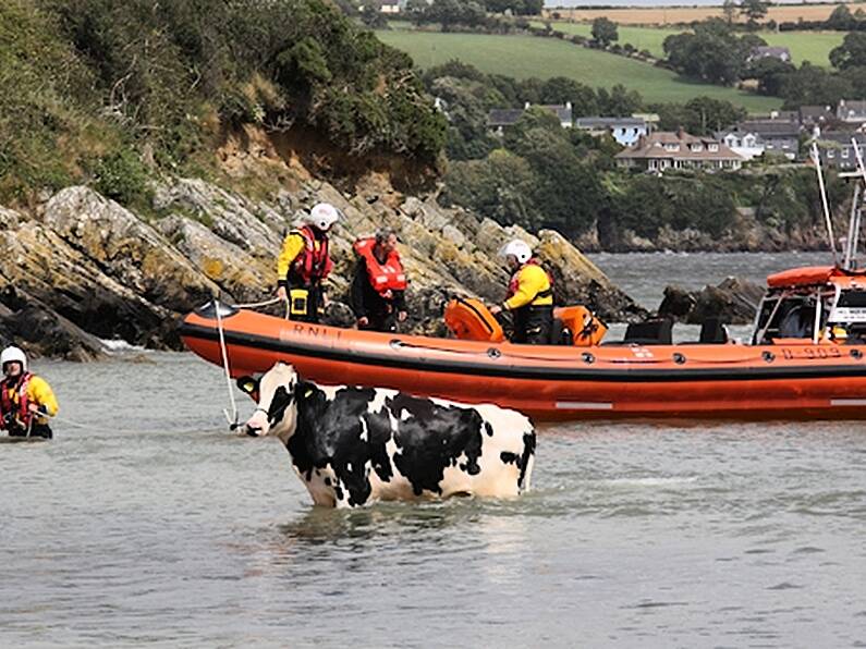 WATCH: RNLI rescue Ghost the cow in three hour ordeal after fall from a cliff