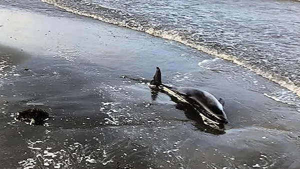 Watch: Group of friends rescue stranded dolphin in Meath