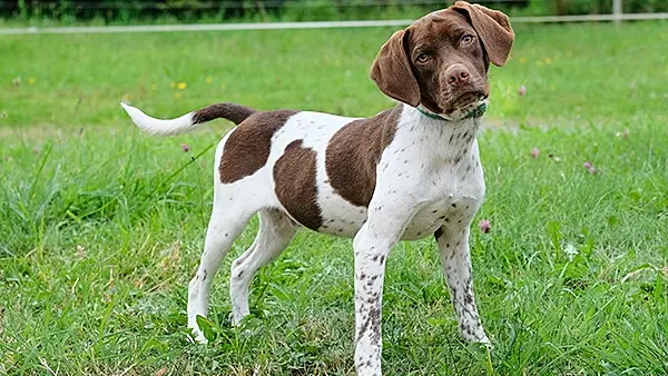 19 dogs rescued from Co Meath property by ISPCA