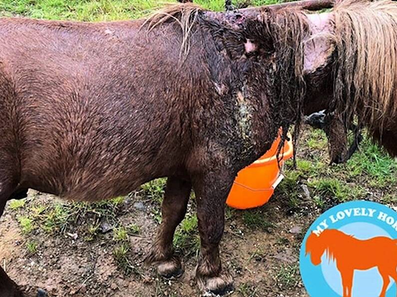 Pony was 'starting to rot' before rescue in Cork