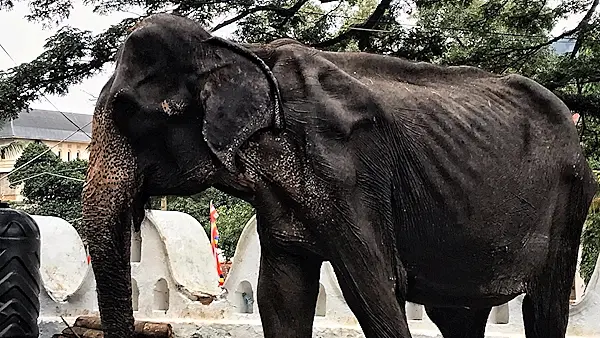 Shocking images of emaciated elephant forced to perform in Sri Lanka festival sparks outrage