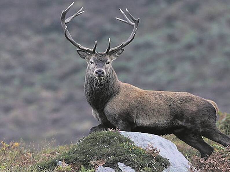 North county Dublin residents and motorists warned after sightings of stag on the loose