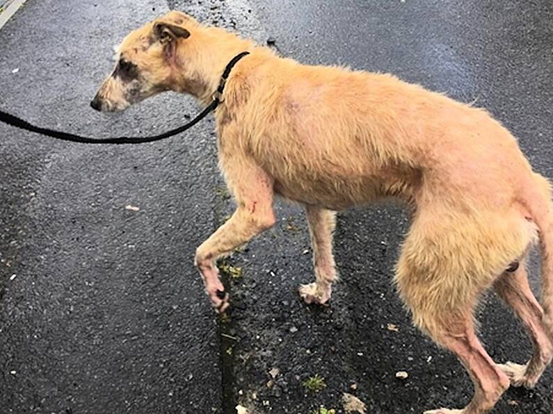 ISPCA appeal for information after dog rescued in 'extremely poor condition' in Longford