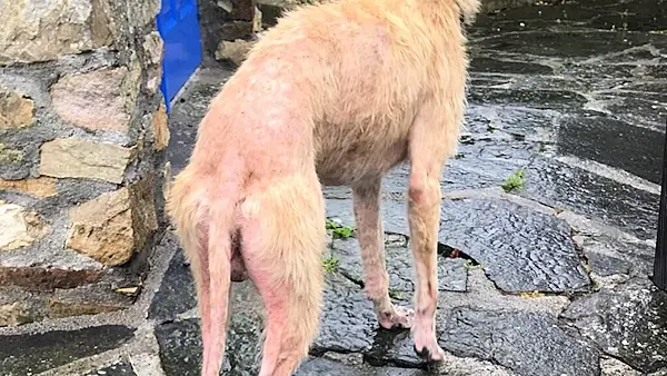 ISPCA appeal for information after dog rescued in 'extremely poor condition' in Longford