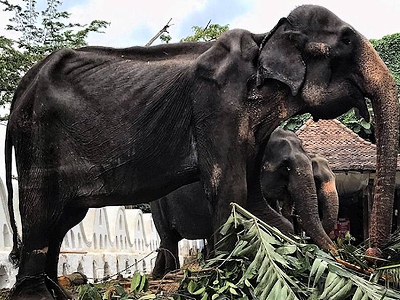 Shocking images of emaciated elephant forced to perform in Sri Lanka festival sparks outrage