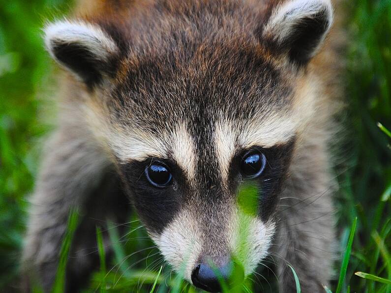 Racoon Found in High School Vending Machine