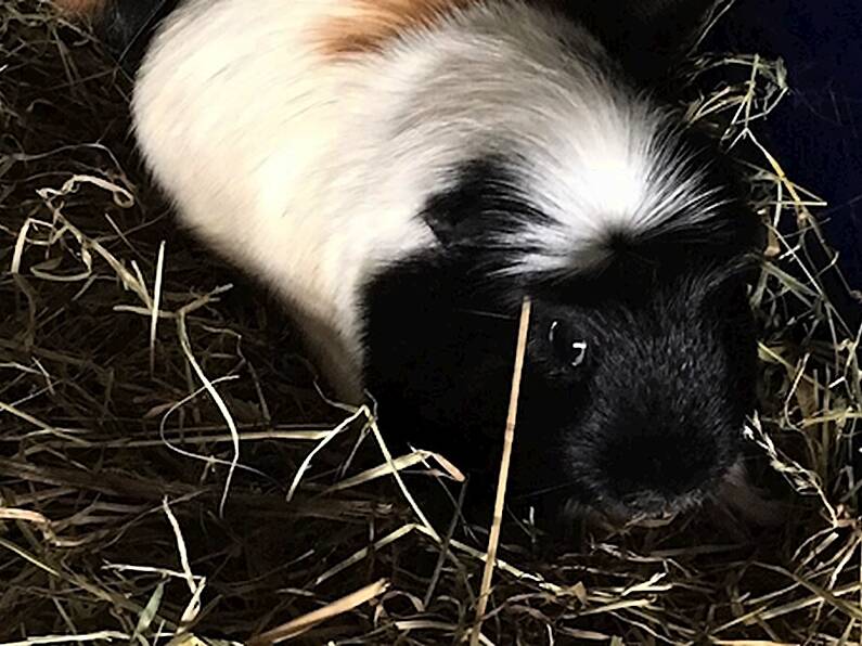 ISPCA seek foster carers after guinea pigs and goldfish abandoned in Cork