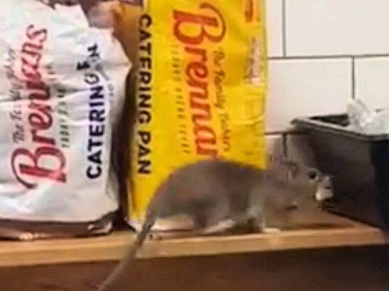 Dublin service station closes after video of rat on deli counter goes viral