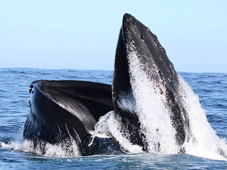 Two humpback whales return to Kerry after 20 years