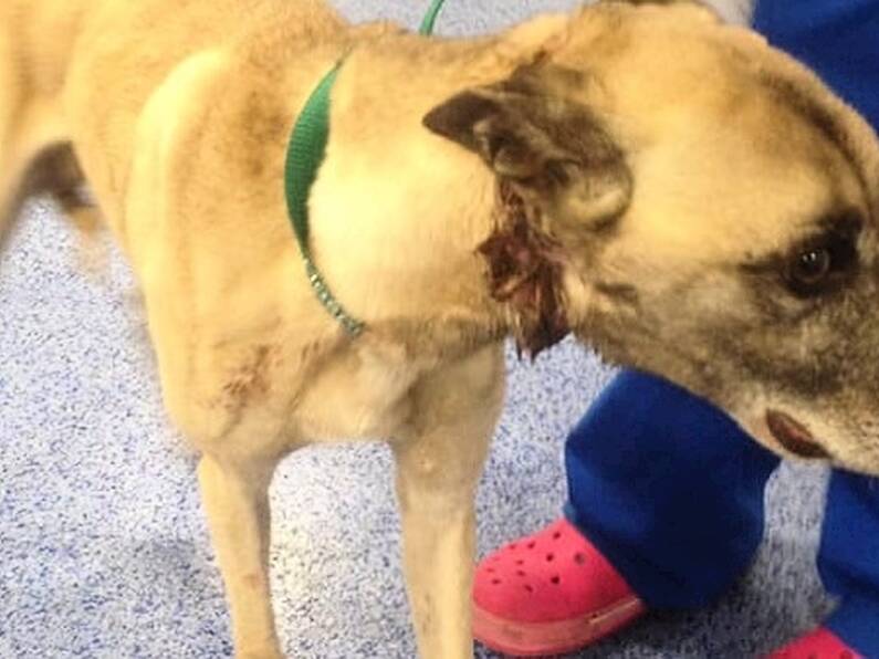 Over €3K raised for Cork dog who was found with an elastic band around his neck