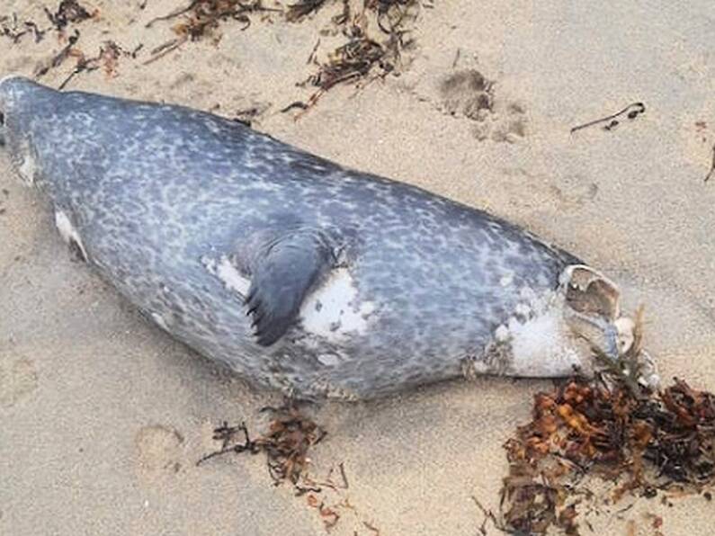 'So sad to see': Woman finds three decapitated seals on beach