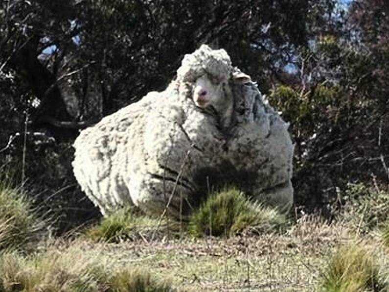 Chris, the world’s woolliest sheep, has died